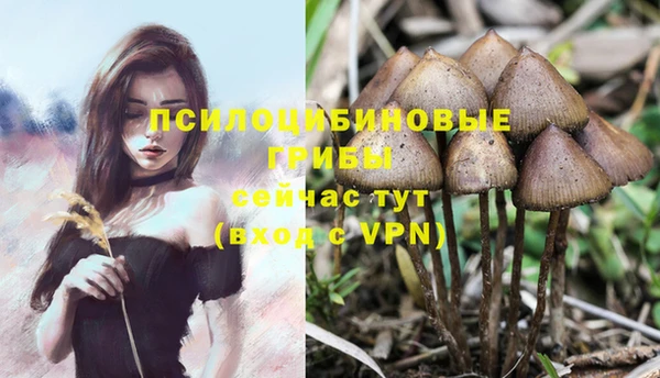 шишки Алексин